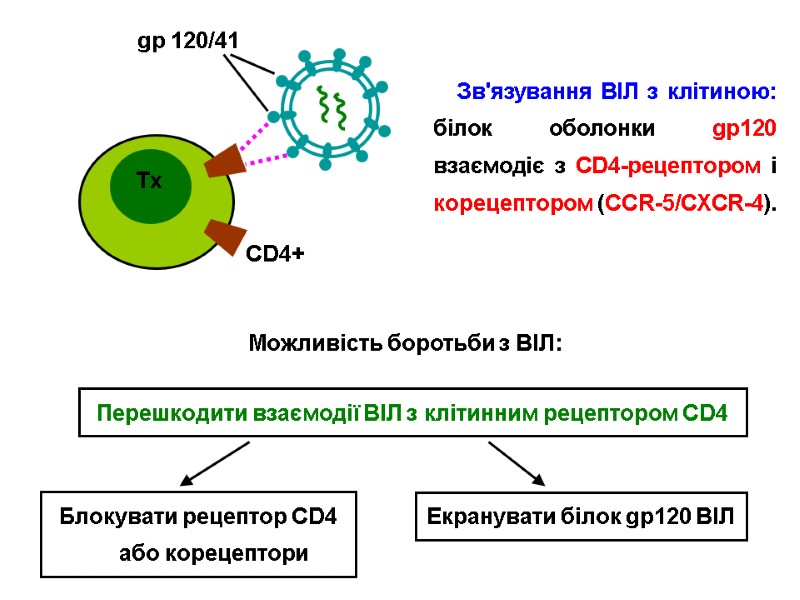 gp 120/41 CD4+ Зв'язування ВІЛ з клітиною: білок оболонки gp120 взаємодіє з CD4-рецептором і